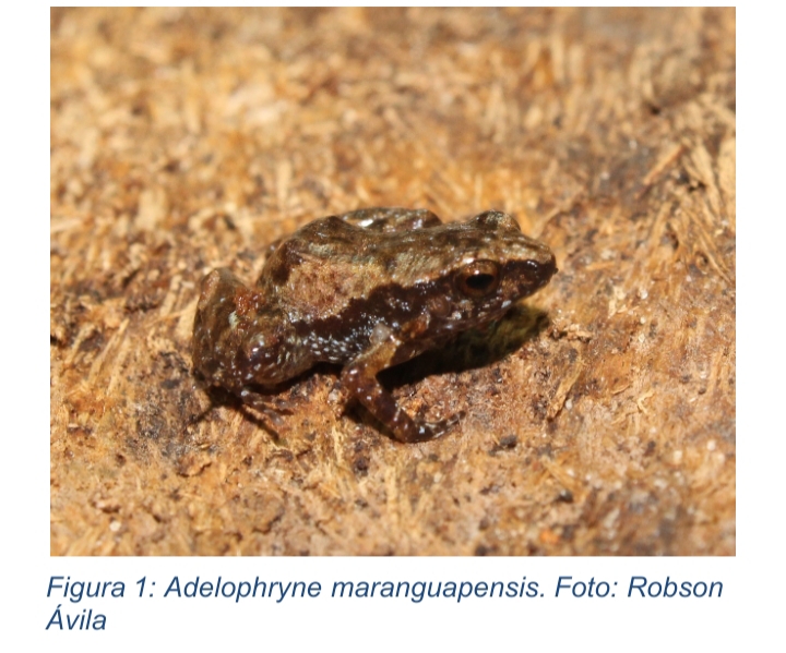 Estudo revela Serra de Maranguape como área-chave para conservação de anfíbios e répteis na Caatinga