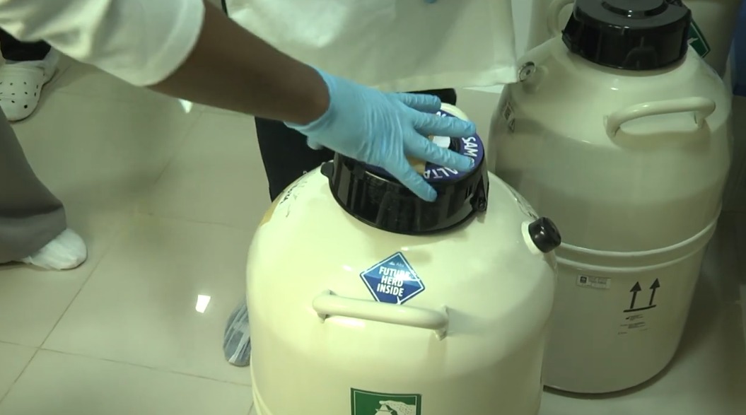 PESQUISA PODE CONTRIBUIR PARA PRESERVAR A FERTILIDADE HUMANA