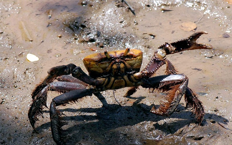 Estudo do PPGNS/Uece revela valor nutricional do caranguejo-uçá consumido em Fortaleza